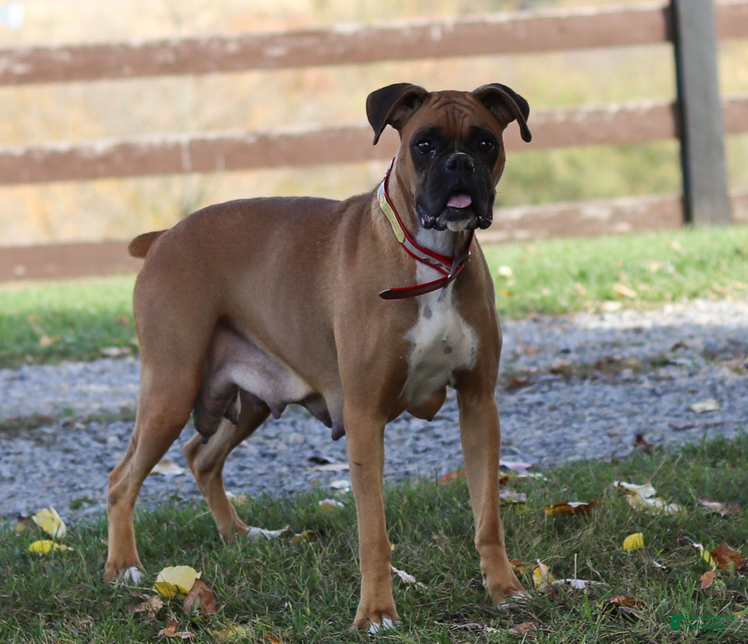 Boxer dogs for sale: Mia - Ad 7