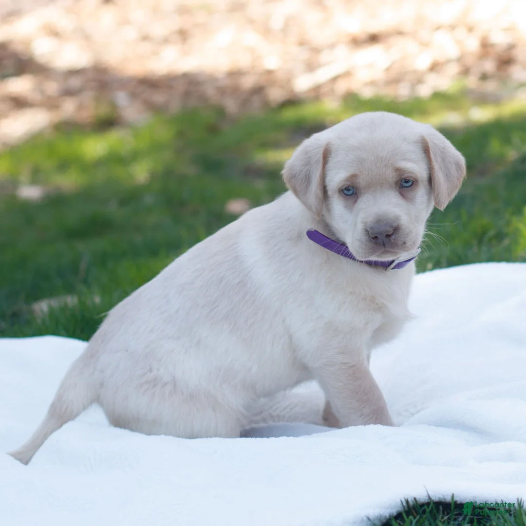Labrador Retriever dogs for sale: Raelynn  - Ad 2