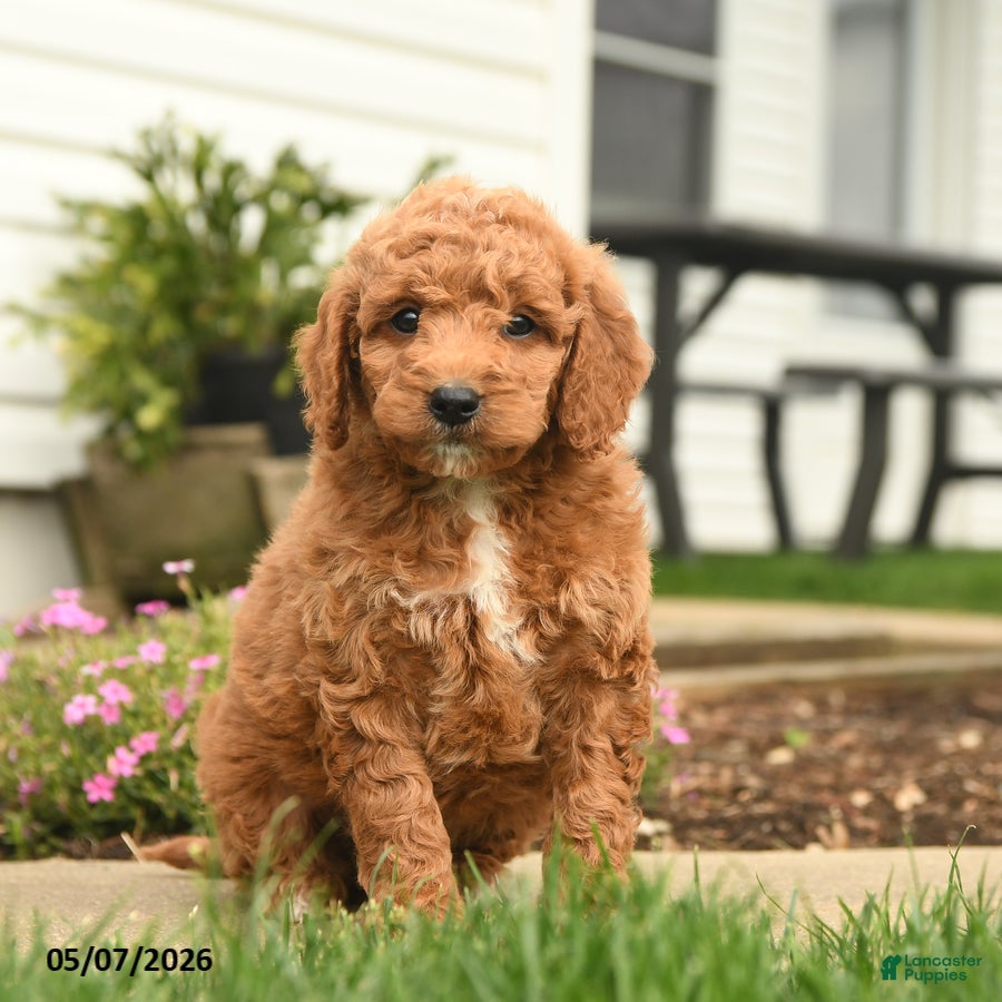 Goldendoodle dogs Roger - Ad 1