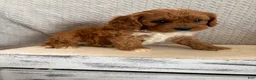 Cavapoo dogs for sale: Maple - Ad 6