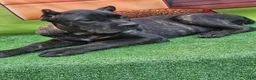 Cane Corso dogs for sale: ELLA - Ad 26