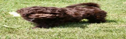 Cockapoo dogs for sale: Aspen - Ad 6