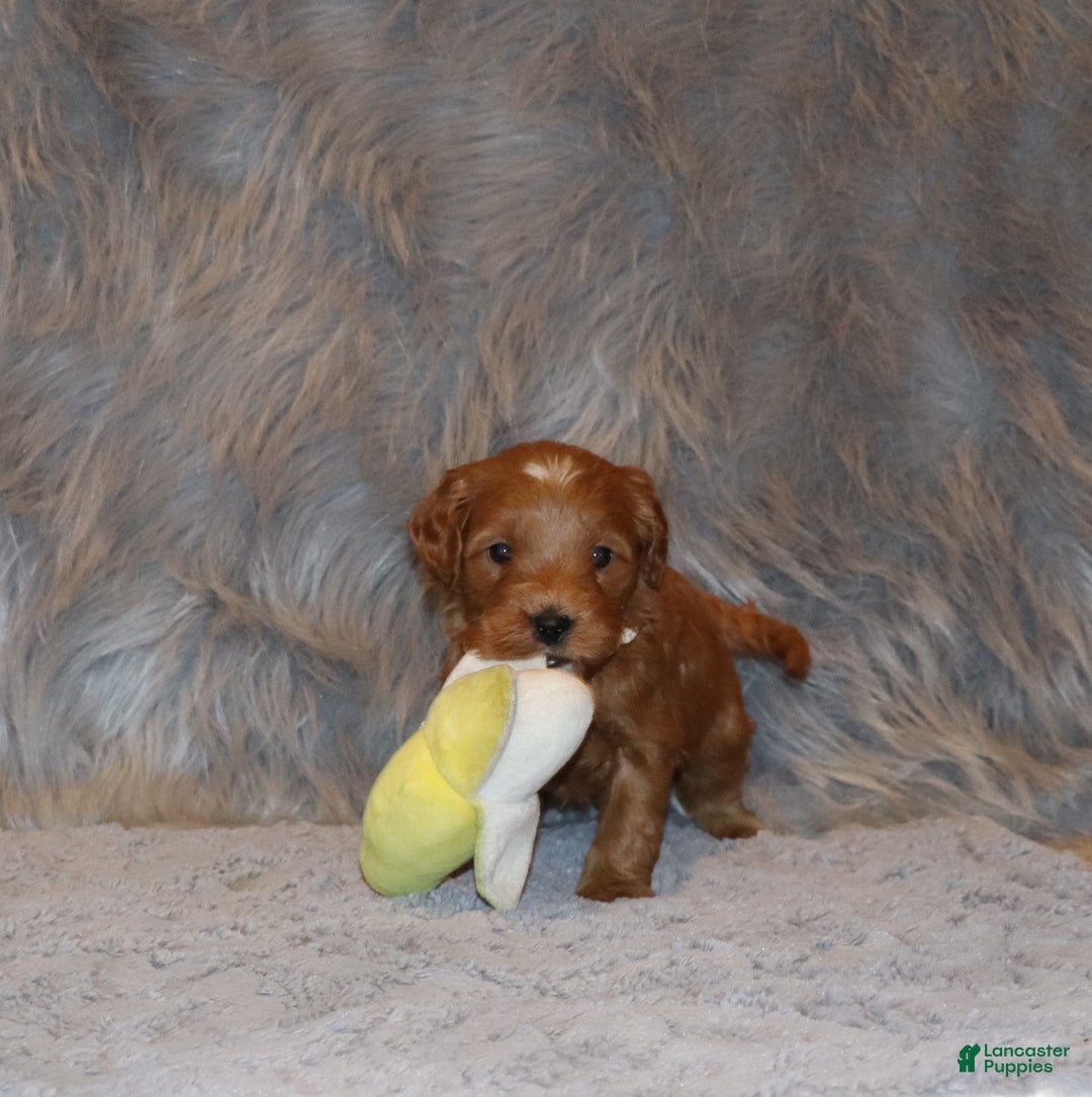 Mini Goldendoodle dogs for sale: Whitney 🌷👨‍👨‍👧‍👦💞🐕 - Ad 3