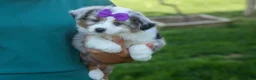 Australian Shepherd dogs for sale: MUFFIN - Ad 16