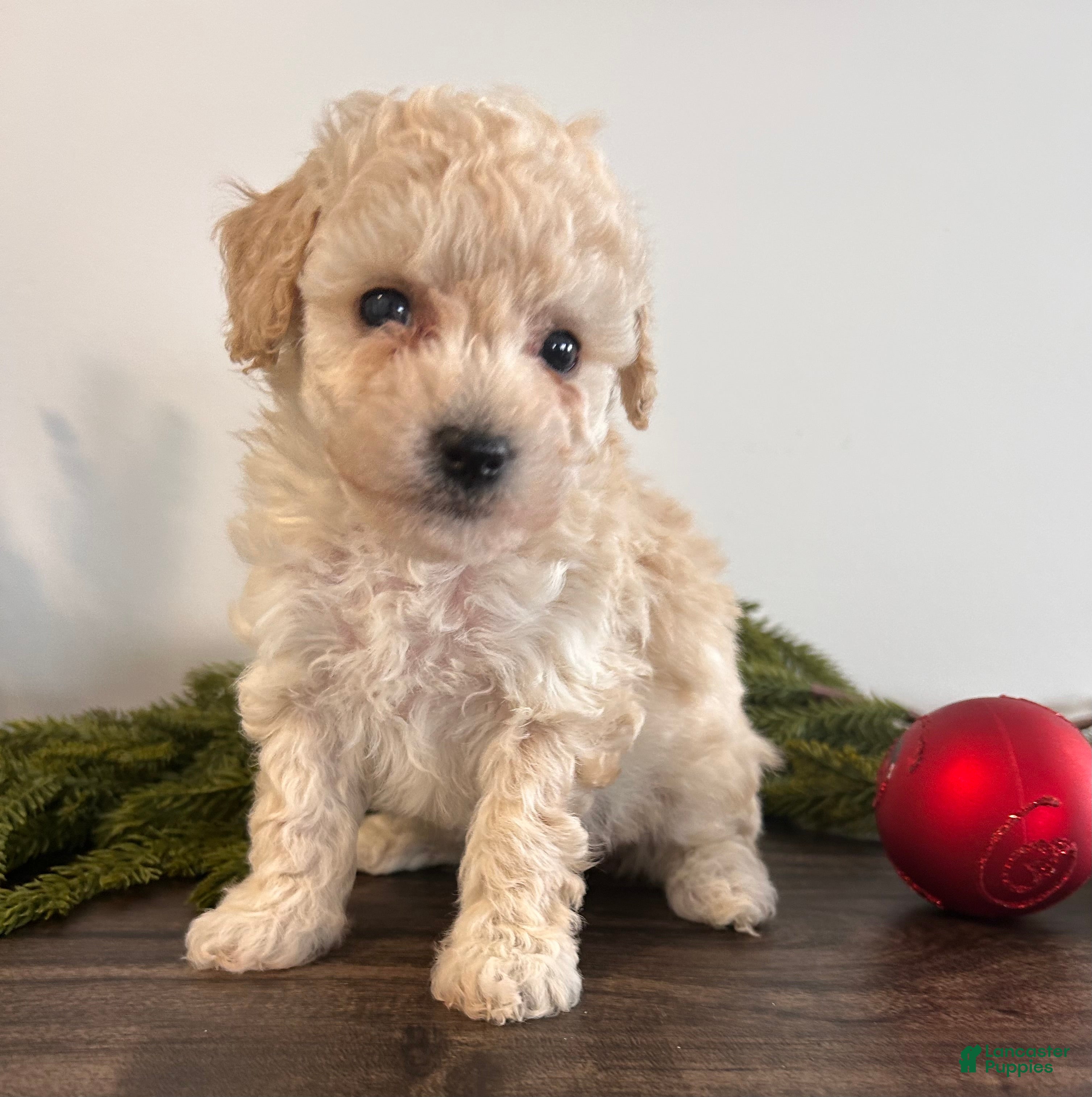 Toy Poodle dogs Snowflake  - Ad 37