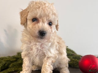 Toy Poodle dogs Snowflake - Ad 42