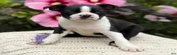 Boston Terrier dogs for sale: Sydney - Ad 3
