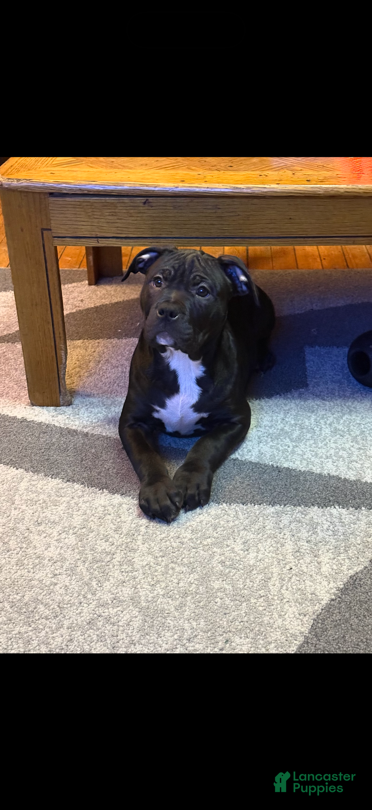 American Bully dogs Kobe - Ad 29