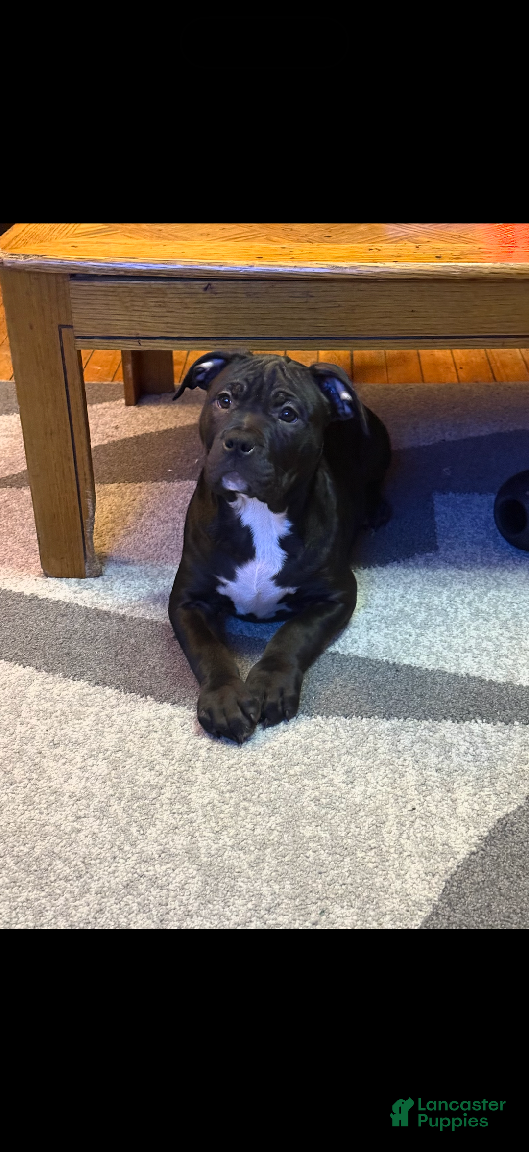 American Bully dogs for sale: Kobe - Ad 1