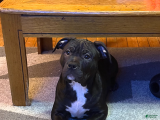 American Bully dogs Kobe - Ad 38