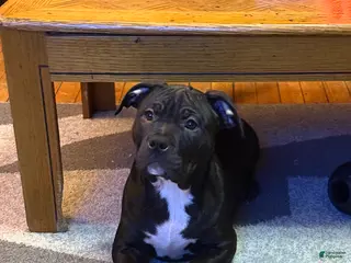 American Bully dogs Kobe - Ad 41