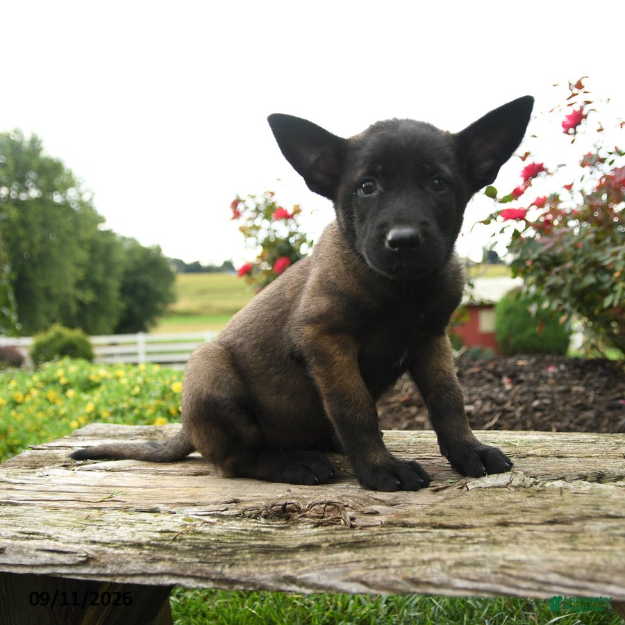 Belgian Malinois dogs Koda - Ad 1