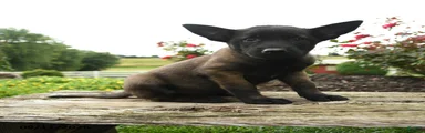 Koda