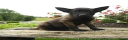 Belgian Malinois dogs for sale: Koda - Ad 1