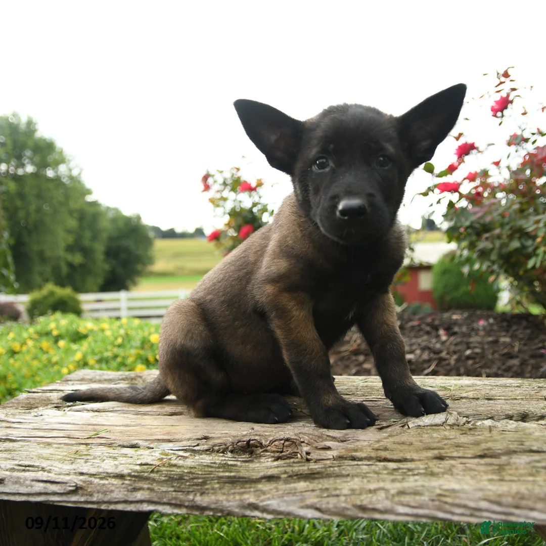Belgian Malinois dogs for sale: Koda - Ad 1