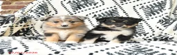 Miniature Australian Shepherd dogs for sale: Miracle - Ad 5