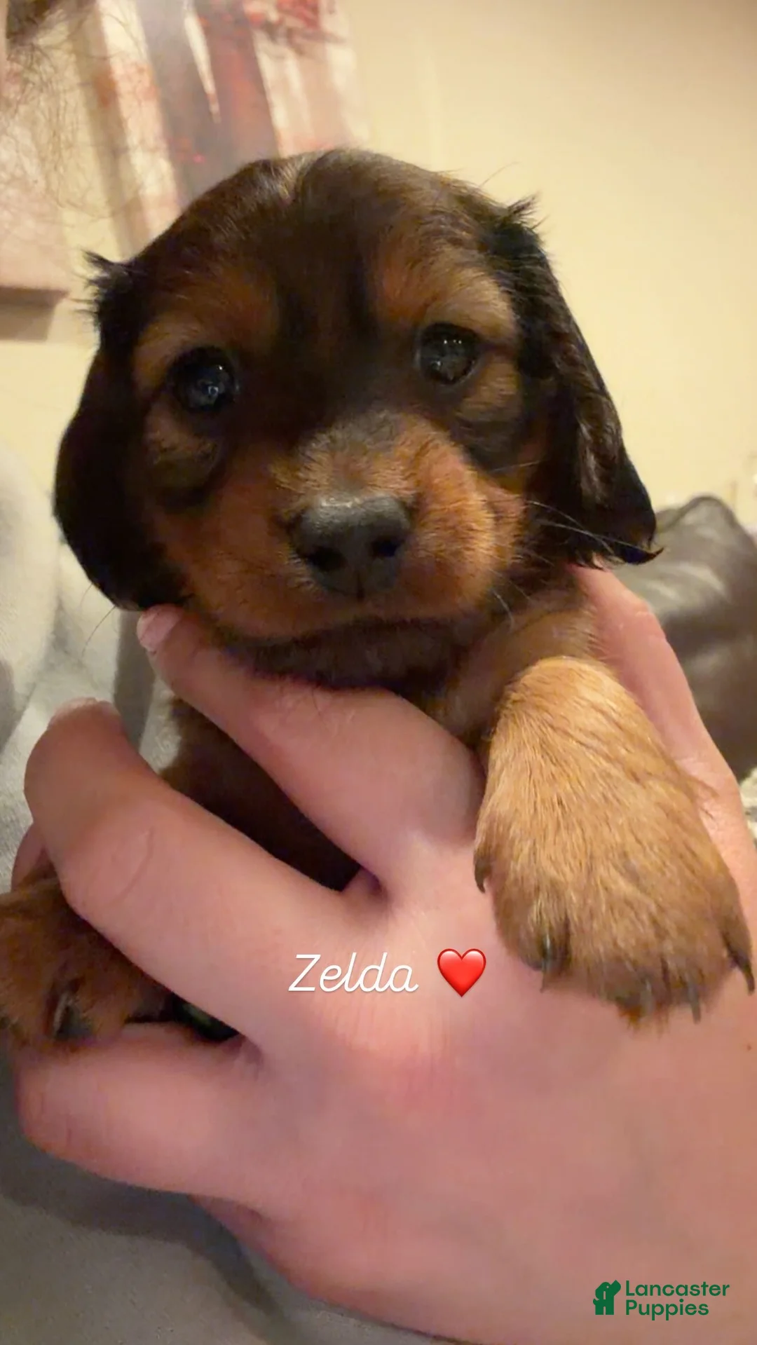 Miniature Dachshund dogs for sale: Zelda - Ad 1