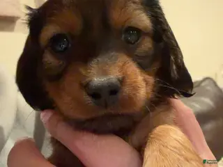 Miniature Dachshund dogs for sale: Zelda - Ad 1