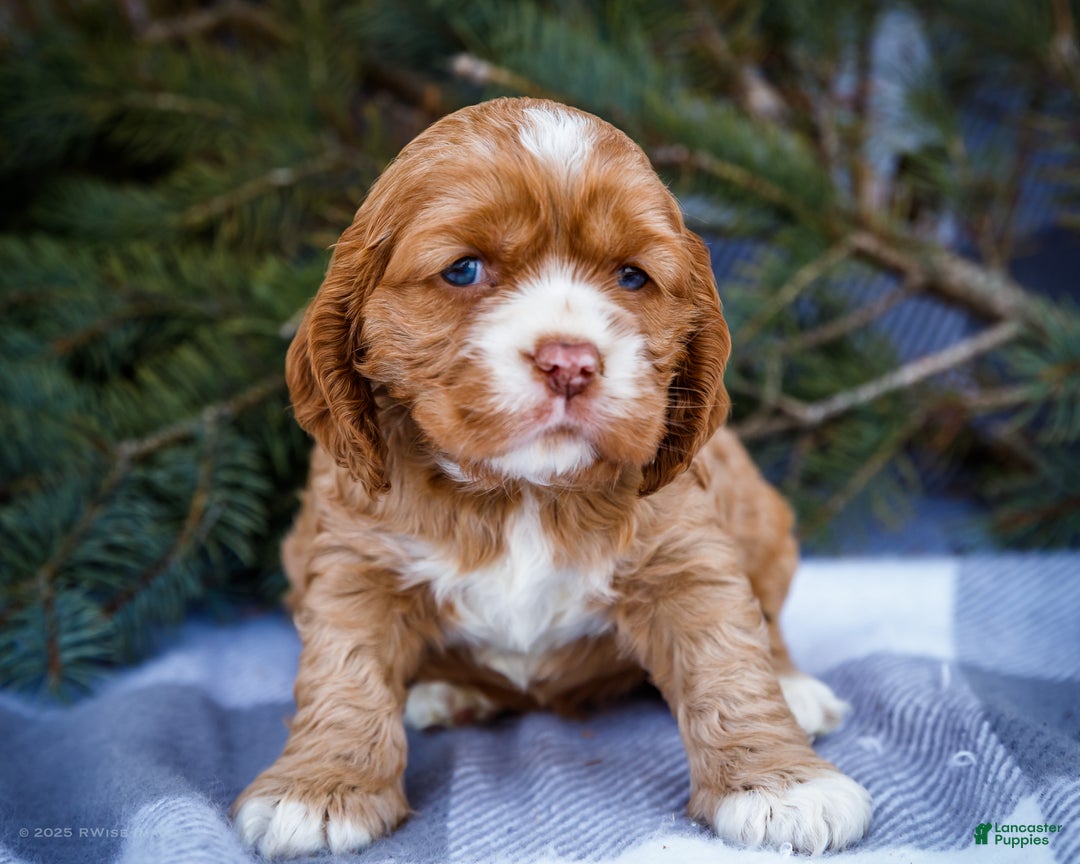 Cocker Spaniel dogs for sale: Sophie - Ad 9