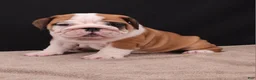 English Bulldog dogs for sale: Thor - Ad 7