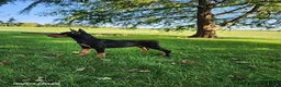 Doberman Pinscher dogs for sale: Kiara - Ad 5