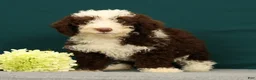 Mini Bernedoodle dogs for sale: Penelope - Ad 4