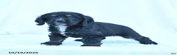 English Cocker Spaniel dogs for sale: Muffin - Ad 1