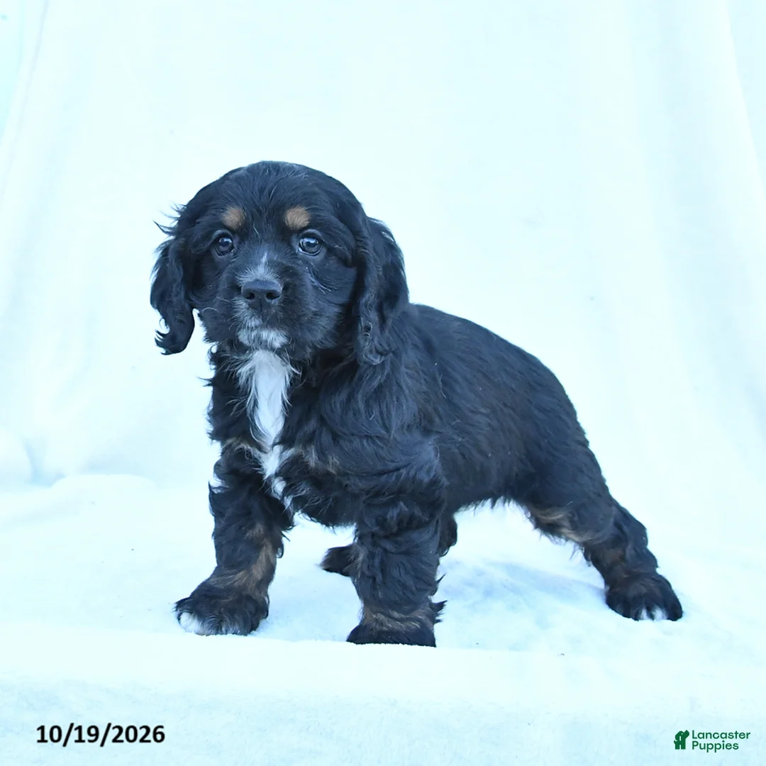 English Cocker Spaniel dogs for sale: Muffin - Ad 1