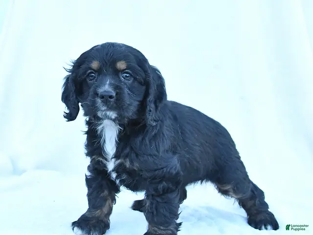 English Cocker Spaniel dogs for sale: Muffin - Ad 1