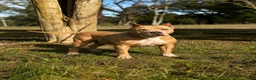American Bully dogs for sale: American Bully 1 - Ad 2