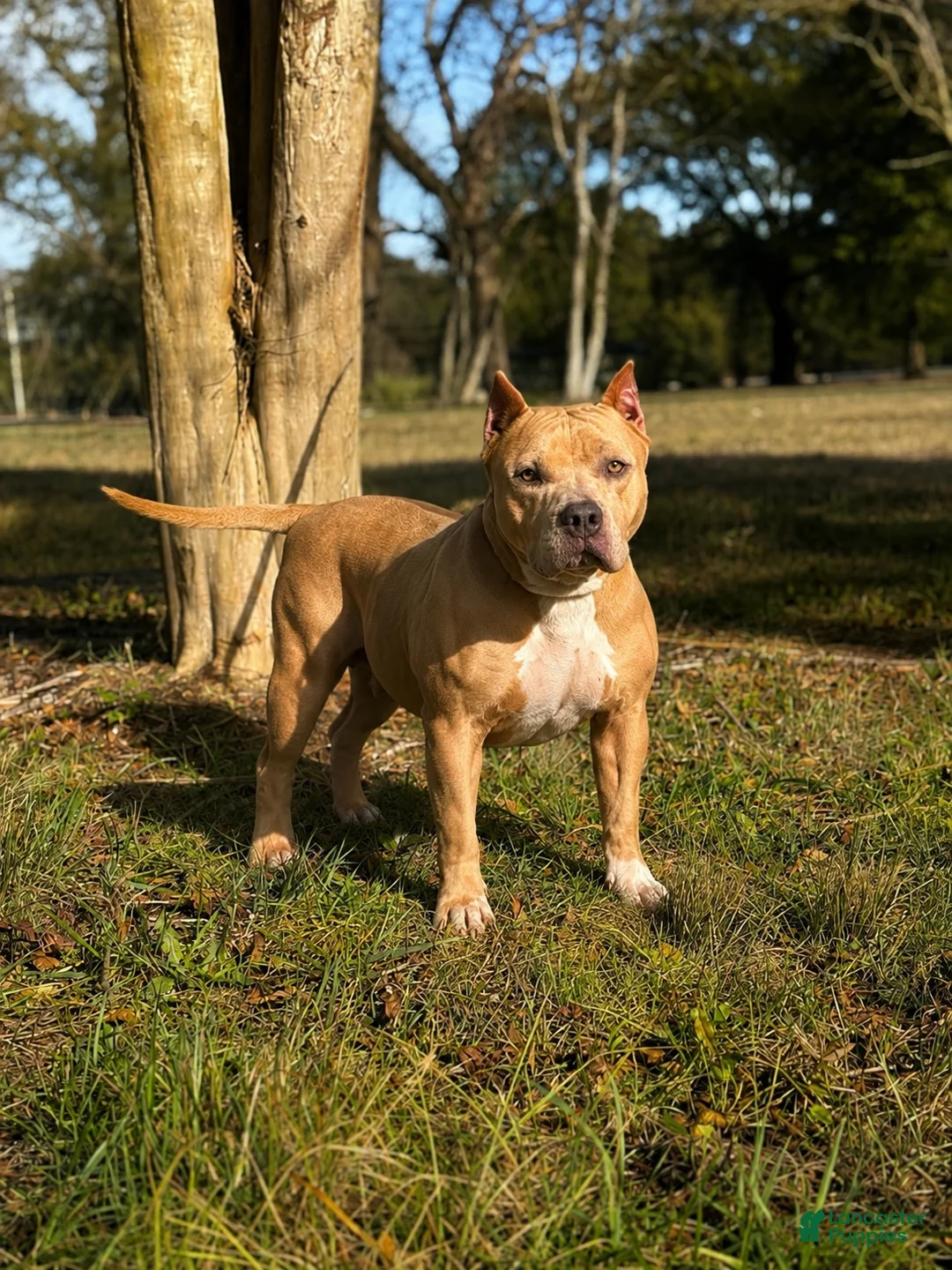 American Bully dogs for sale: American Bully 1 - Ad 2