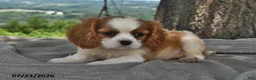 Cavalier King Charles Spaniel dogs for sale: Max - Ad 2