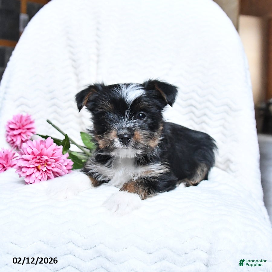Yorkshire Terrier dogs Merlin - Ad 1