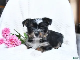 Yorkshire Terrier dogs for sale: Merlin - Ad 3