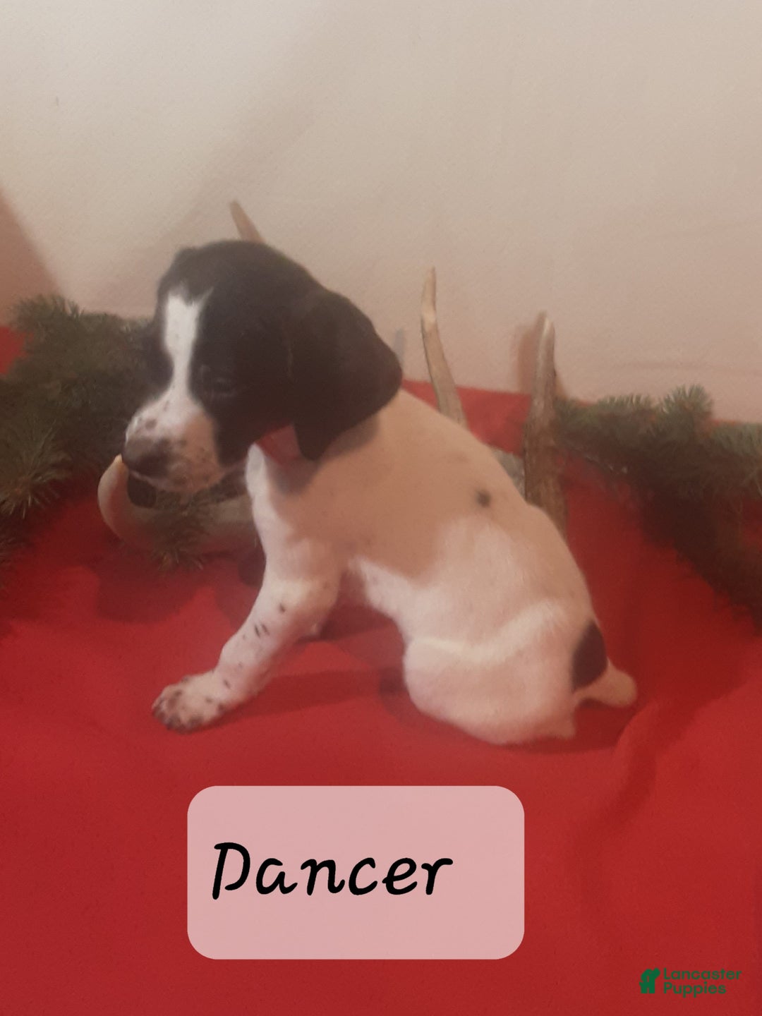 German Shorthaired Pointer dogs for sale: Dancer - Ad 1