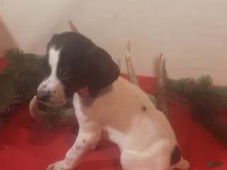 German Shorthaired Pointer dogs Dancer - Ad 12