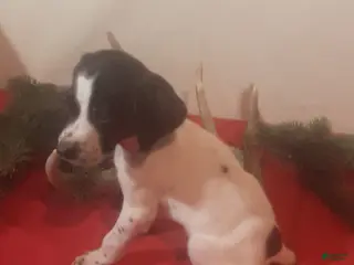 German Shorthaired Pointer dogs Dancer - Ad 9