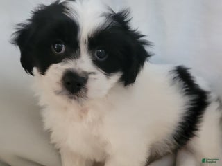 Havanese dogs - Ad 39