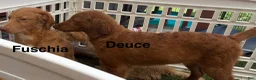 Goldendoodle dogs for sale: Deuce - Ad 19