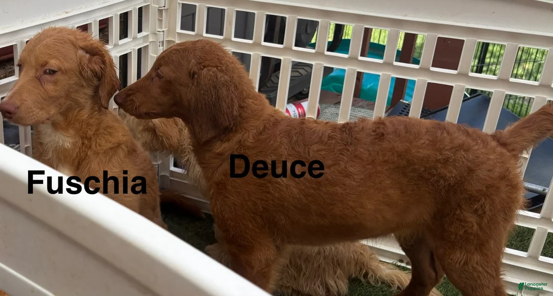 Goldendoodle dogs for sale: Pinkie Pie  - Ad 19