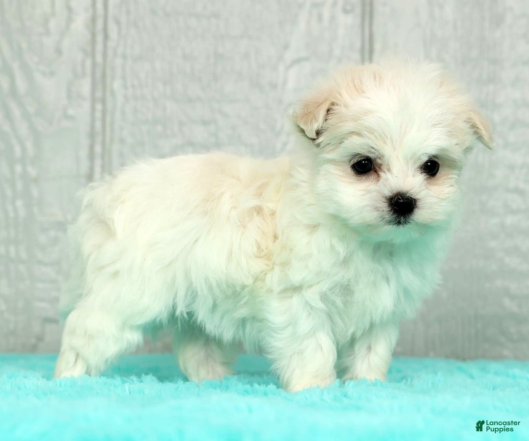 Maltese dogs for sale: Betsy - Ad 4