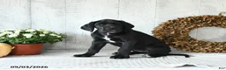 Great Dane dogs for sale: Indie - Ad 5