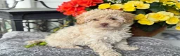 Mixed Breed dogs for sale: Quinn - Ad 13