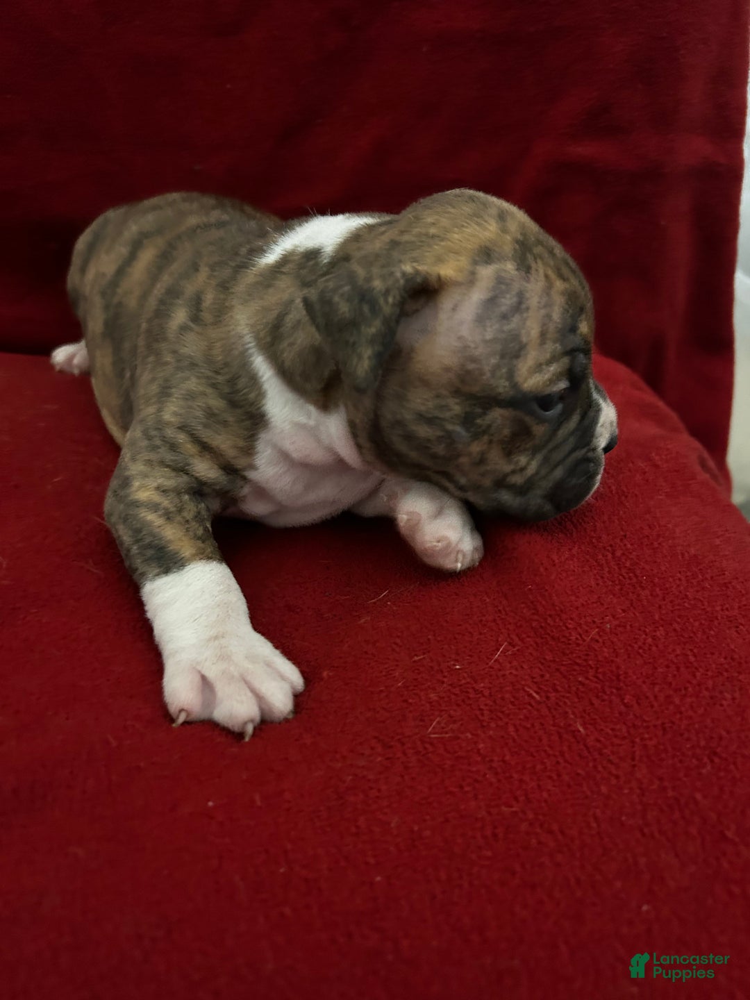 American Bully dogs for sale: American Bully Puppy 3 - Ad 6