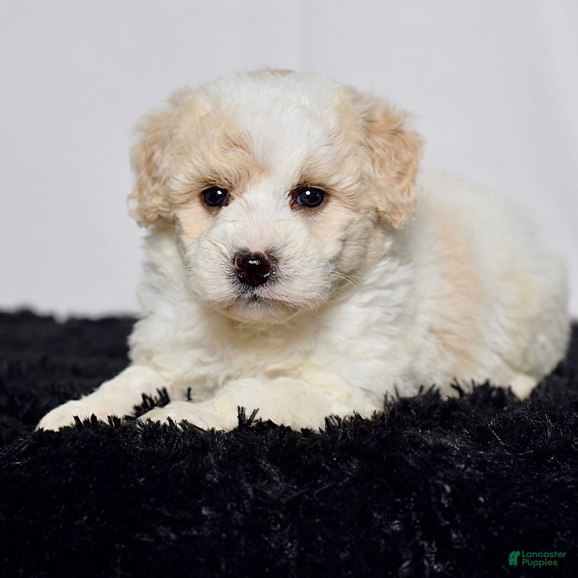 Mini Goldendoodle dogs for sale: Mr. Kaden - Ad 4