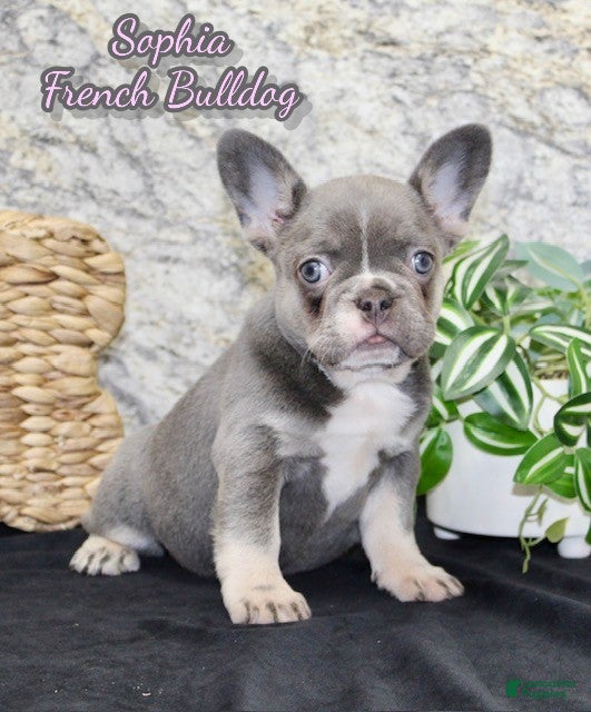 French Bulldog dogs Sophia - Ad 22