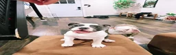 English Bulldog dogs for sale: Old English Bulldog Puppy 6 - Ad 8