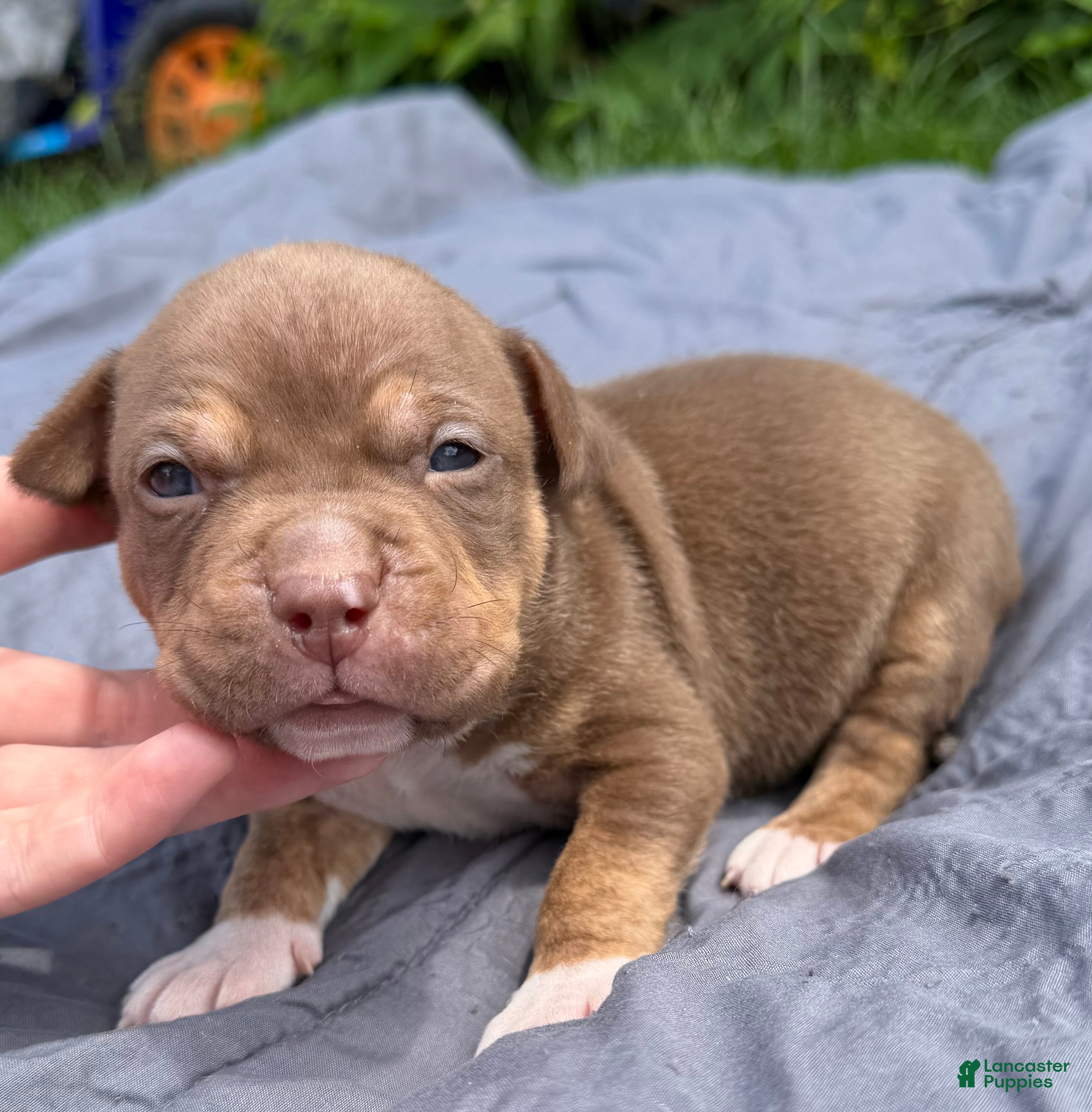 American Bully dogs Toby - Ad 2