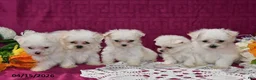 Maltese dogs for sale: Ollie - Ad 5
