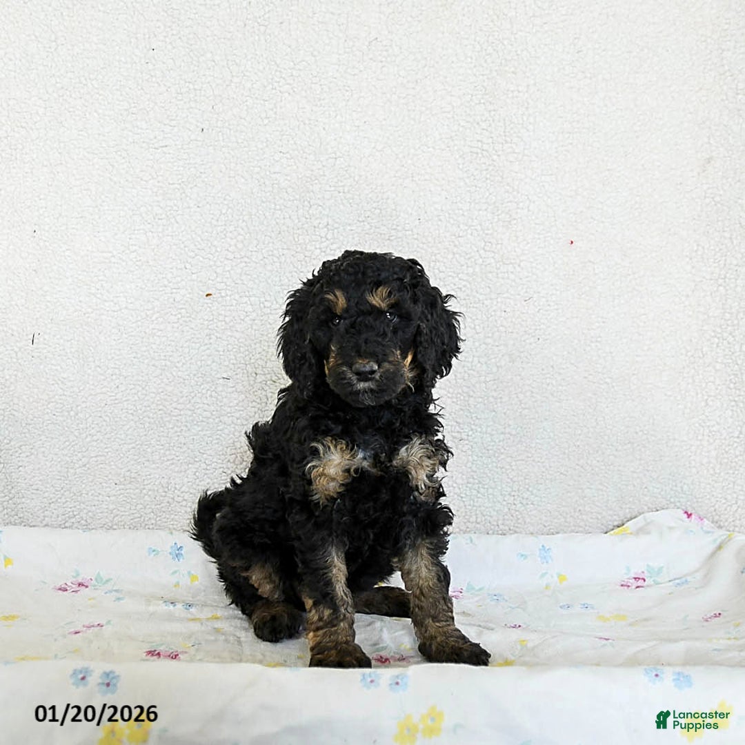 Standard Poodle dogs for sale: Molly - Ad 3